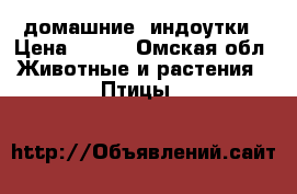 домашние  индоутки › Цена ­ 600 - Омская обл. Животные и растения » Птицы   